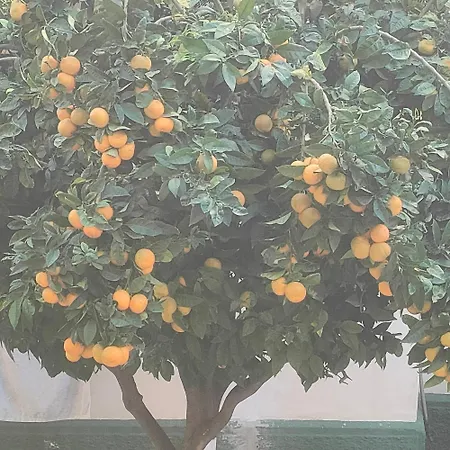 Apartament Playa Tanguillos Del Mar *