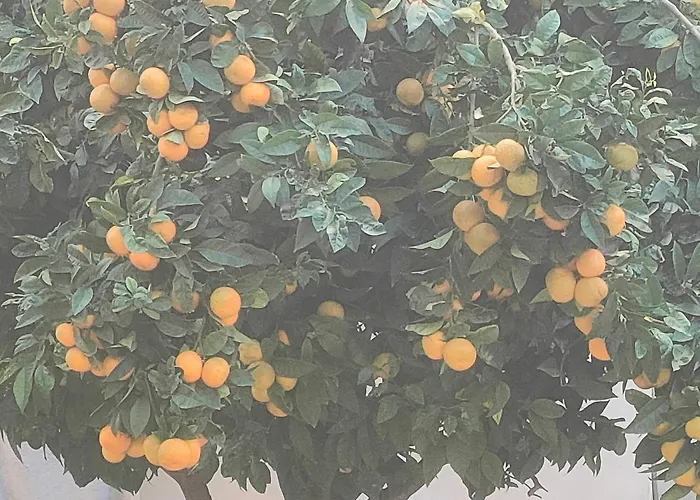 Apartament Playa Tanguillos Del Mar *